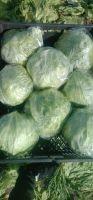 Fresh Cabbages