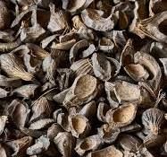 Palm kernel shells 