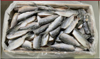 Whole Round Brazilian Atlantic Thread Herring (Opisthonema oglinum)