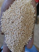 Premium White Sesame Seeds Ready for Export