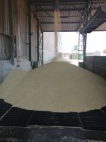 Non-GMO White Maize for Human and Animal Feed Applications From UK