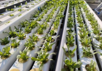 PVC pipes and fittings From China