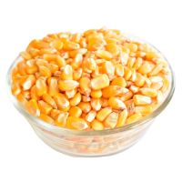 Yellow Corn