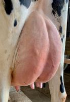 Holstein Heifers