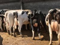 Holstein Heifers