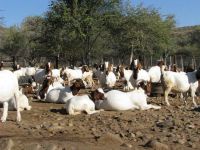 Boer Goats