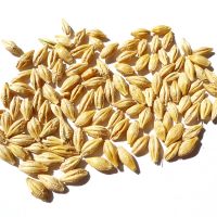 Barley