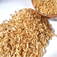 Barley