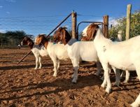 Boer Goats