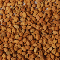 Bengal Gram, Desi Chickpea