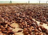 Cocoa Beans