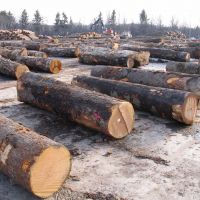 Beech Wood Logs / Sawn Spruce Wood Logs Pine Wood Lumber From Bulgaria