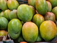  Best Seller Premium Sweet Mangos Fresh Mangos Fruit