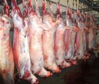 Halal Frozen Whole Lamb/ Sheep/ Mutton Meat For Sale