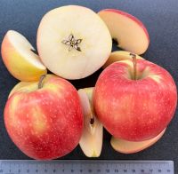 Wholesale Price Apple Fruit Organic Sweet Fresh Red Fuji Apple