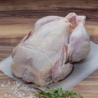 High Quality Chicken Frozen Wholesale Cheap Price From Bulgaria