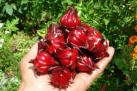 Dried Hibiscus Flower