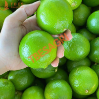 Fresh Seedless Lime