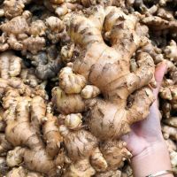 Best Selling Ginger Agricultural Wholesale Bulk Fresh Ginger Low Price 100% Natural Yellow Ginger For Export in wholesale price
