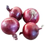 fresh Cheap onion good quality lower price fresh red onion from factory Best Price