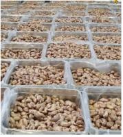 Cashew Nuts