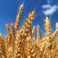 wheat