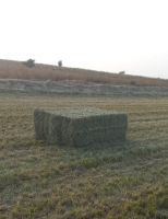 Premium Rhodes Grass Hay for Sale