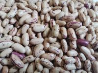 Red Speckled Sugar Beans