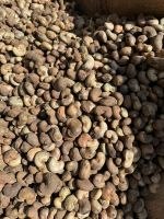 Raw Cashew Nuts