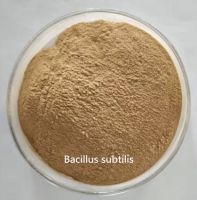 Factory supply probiotics Streptococcus thermophilus /Enterococcus faecium/Pediococcus acidilactici Pediococcus pentosaceus