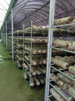 Fresh Mushroom , Dried Mushroom , Truffles, Black Fungus , Agricultural Products