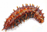 Sea cucumber for Sale  From Japan