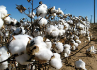 Raw Cotton For Sale