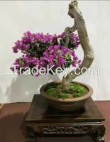 Wholesale Bougainvillea Bonsai