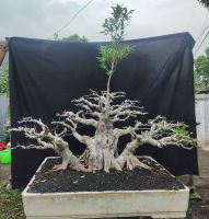 Premium Wholesale Ficus Bonsai