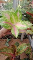 Aglaonema Plants - Premium Varieties For Export