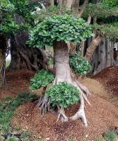 Ficus Micropana (dollar Banyan/korean Banyan Bonsai)