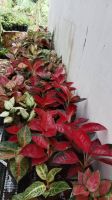 Aglaonema Plants - Premium Varieties for Export