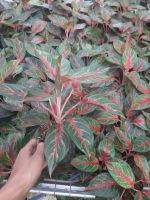 Aglaonema Plants - Premium Varieties For Export