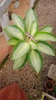 Aglaonema Plants ...