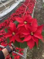 Poinsettia