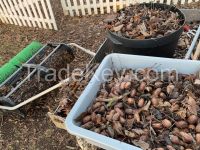 Pecan Nuts From Russia