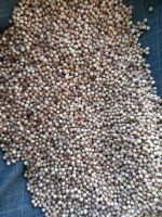coriander