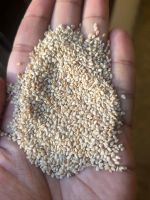 White Sesame Seeds