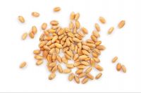 Premium Wheat For Sale: Bulk Orders Available High-quality Wheat: Competitive Wholesale Pricing Wheat Supply: Reliable Bulk Sales