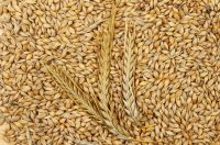 Premium Wheat For Sale: Bulk Orders Available High-quality Wheat: Competitive Wholesale Pricing Wheat Supply: Reliable Bulk Sales