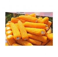 Direct Farm Price Dried Yellow Corn For Animal Feed / Wholesale Yellow Corn For Human And Animal Consumption