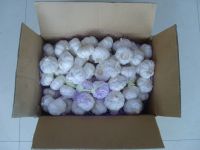 Garlic