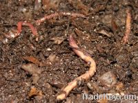 Vermicompost: best organic fertilizer