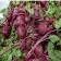 Beetroot